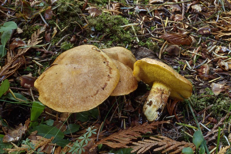 Suillus caerulescens